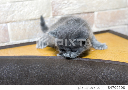 blue monthly Scottish kitten on the kitchen corner blue monthly Scottish kitten on the kitchen corner 84709208