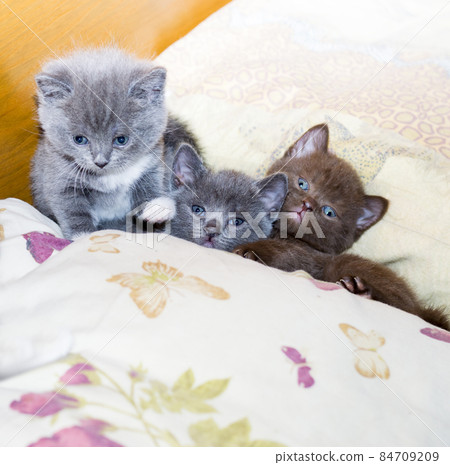 Three funny Scottish kittens on the bed Three funny Scottish kittens on the bed 84709209