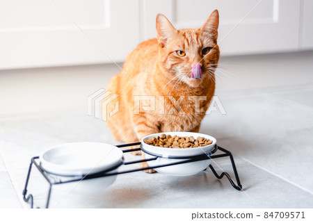 Ginger car eats Ginger car eats 84709571