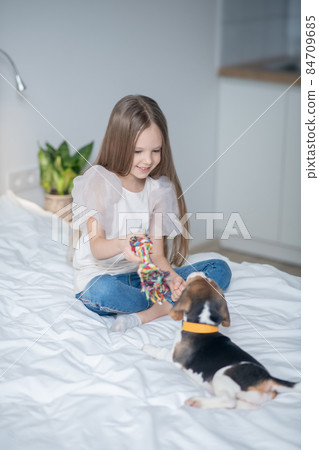 Focused female child playing with her dog Focused female child playing with her dog 84709685