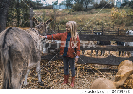 A cute girl in a cattle-pen touchng the donkey A cute girl in a cattle-pen touchng the donkey 84709758