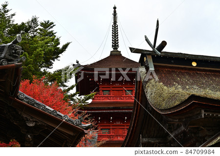 Autumn leaves of Kashiwabara Hachimangu Autumn leaves of Kashiwabara Hachimangu 84709984