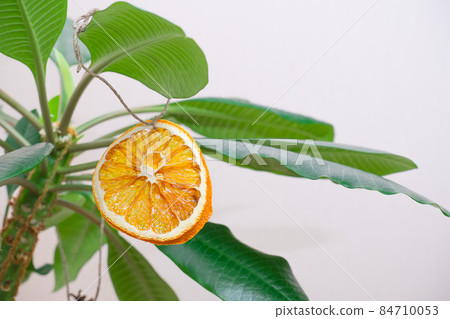 Houseplant euphorbia with natural Christmas tree decorations, as an alternative to the Christmas tree. Eco-friendly Christmas decor and no wood waste. Houseplant euphorbia with natural Christmas tree decorations, as an alternative to the Christmas tree. Eco-friendly Christmas decor and no wood waste. 84710053