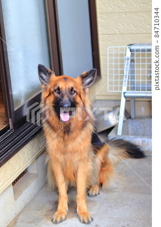 Shepherd sitting and mate 84710344