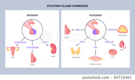 Pituitary gland hormones Pituitary gland hormones 84710461