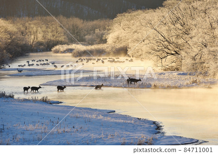 A flock of sika deer that appeared in the roost of Japanese cranes wrapped in rime dyed in the morning sun (Tsurui, Hokkaido) A flock of sika deer that appeared in the roost of Japanese cranes wrapped in rime dyed in the morning sun (Tsurui, Hokkaido) 84711001