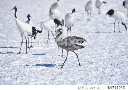 不尋常！爬入一組日本起重機（北海道） 84711035