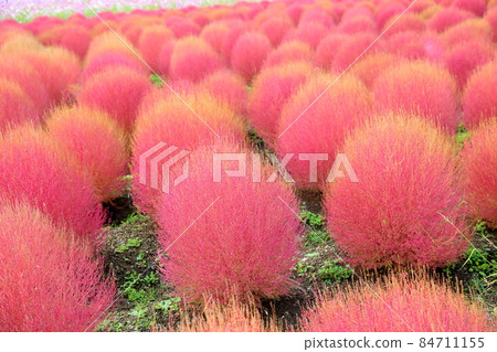 Kokia的秋葉 84711155