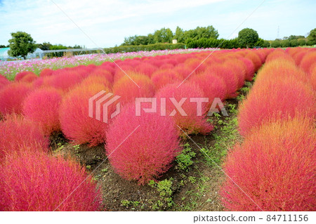 Kokia的秋葉 84711156