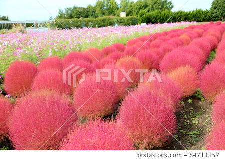 Kokia的秋葉 84711157