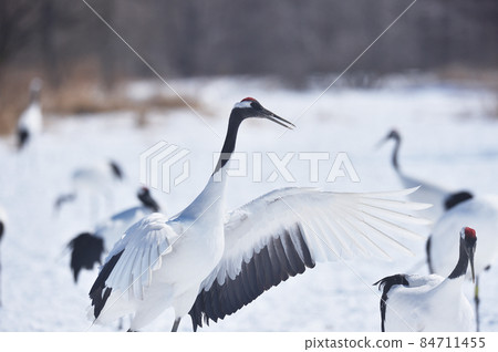 起重機的跳舞（北海道，Tsurui） 84711455