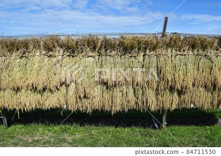 Naturally dried rice ears Sun-dried Naturally dried rice ears Sun-dried 84711530