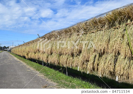 Naturally dried rice ears Sun-dried 84711534