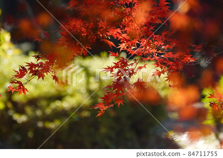 Autumn leaves of maple 84711755