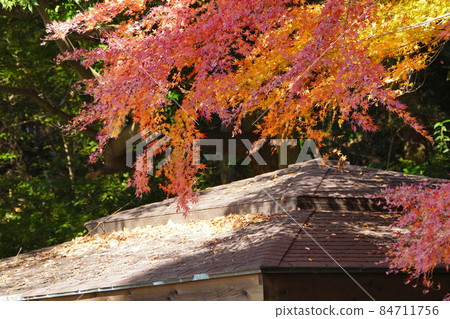 Autumn leaves of maple Autumn leaves of maple 84711756
