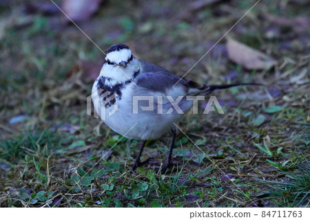 Bakkery Bakkery 84711763