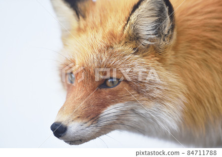 Profile of the red fox (Hokkaido) 84711788