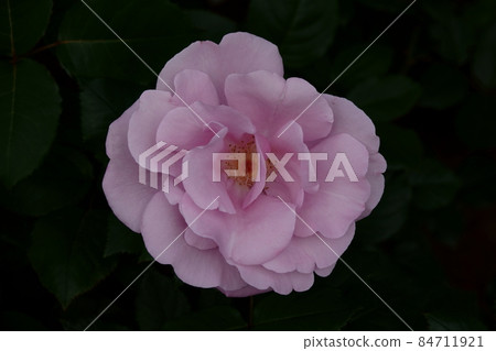 藍光 藍光 藍光 藍光 84711921