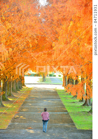 Metasequoia Namiki (Tochigi Prefecture) 84711931