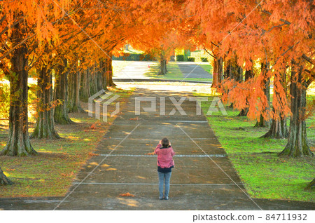 Metasequoia Namiki (Tochigi Prefecture) 84711932