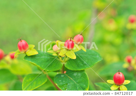 Red Tutsan Fruit (Summer) Red Tutsan Fruit (Summer) 84712017
