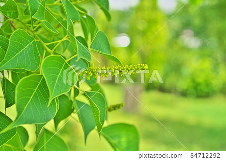 Chinese tallow buds (summer) Chinese tallow buds (summer) 84712292