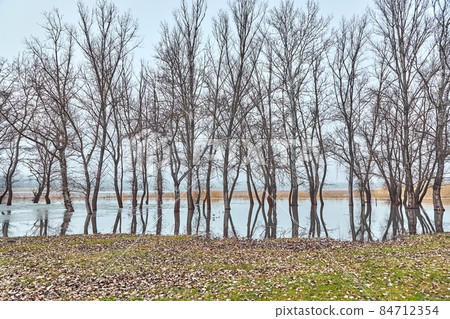 Trees on flooded shore reflecting in the water Trees on flooded shore reflecting in the water 84712354