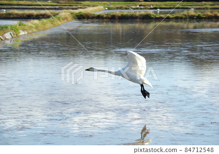 A quiet rural landscape where swans live in winter ... Yasugi City, Shimane Prefecture (sunny) 84712548