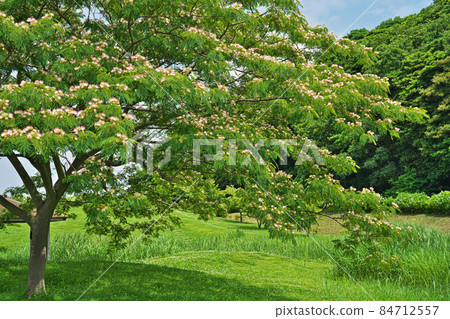 粉紅絹花（夏） 84712557