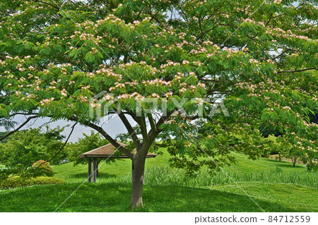 粉紅絹花（夏） 84712559