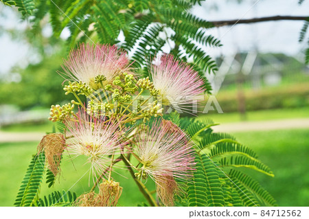 粉紅絹花(夏) 粉紅絹花(夏) 84712562