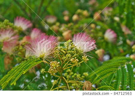 粉紅絹花（夏） 84712563