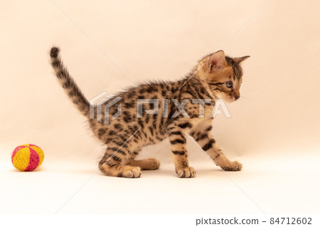 孟加拉小貓在普通背景中玩玩具 84712602