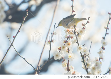 春來梅花白眼/ 84712650