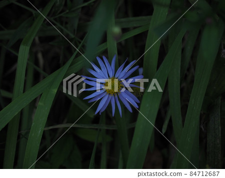 約梅納 約梅納 84712687