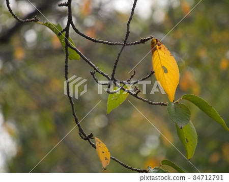 Autumn leaves trees in late autumn Autumn leaves trees in late autumn 84712791