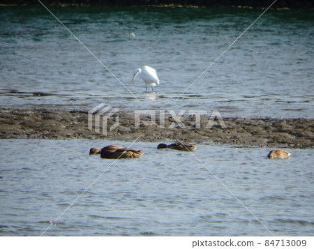 Wild bird Wild bird 84713009
