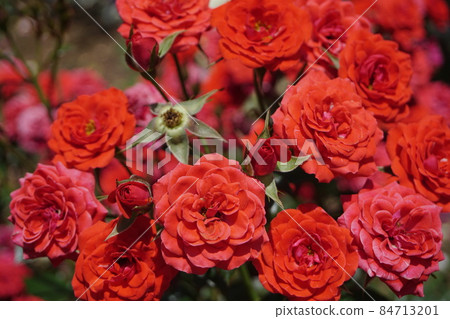 一朵鮮紅的小玫瑰 84713201