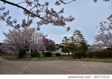 日本兵庫縣姬路市姬路城,世界遺產,國寶,春天的櫻花和宏偉的城樓 日本兵庫縣姬路市姬路城,世界遺產,國寶,春天的櫻花和宏偉的城樓 84713529