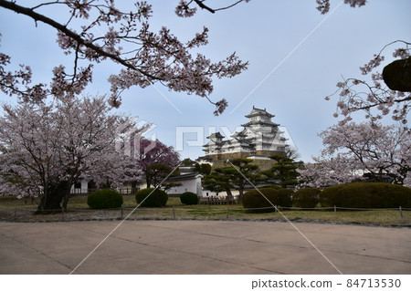 Himeji City, Hyogo Prefecture, Japan Himeji Castle, a World Heritage Site and a national treasure, spring cherry blossoms and a magnificent castle tower 84713530