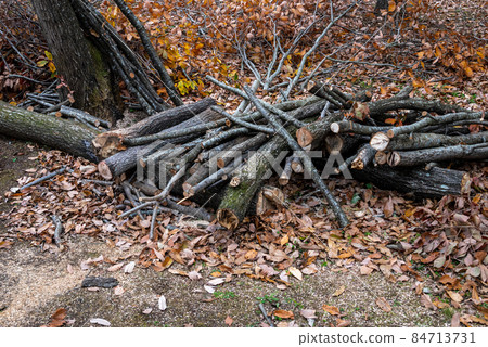 Pruning branches pruning/branch cutting Pruning branches pruning/branch cutting 84713731