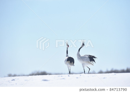 藍天下哭泣的丹頂鶴（北海道鶴居） 84713790