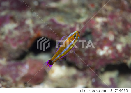 Ao-gihase Ao-gihase 84714083