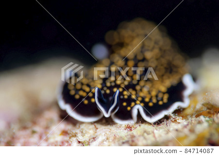 夜宮野平壽司 84714087