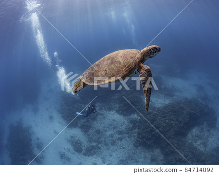 藍海龜和凱拉瑪藍 藍海龜和凱拉瑪藍 84714092