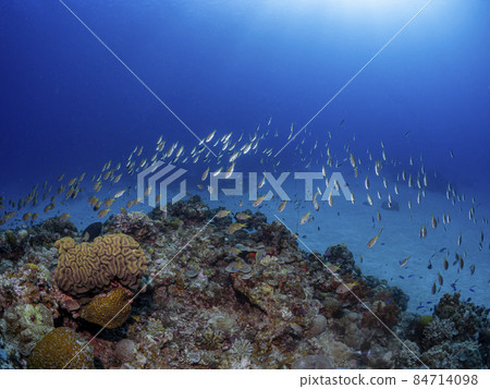 珊瑚礁和熱帶魚 84714098