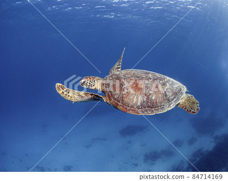 Green turtle and Kerama blue Green turtle and Kerama blue 84714169