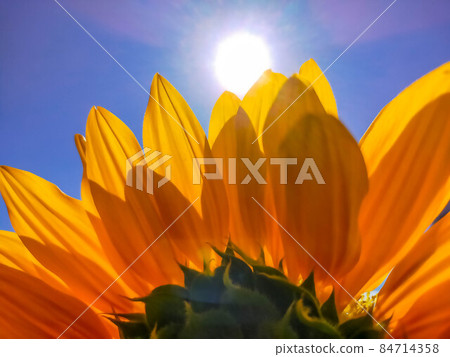太陽和向日葵 太陽和向日葵 84714358
