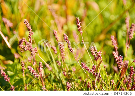 Red-purple Tadeai flower spikes 84714366