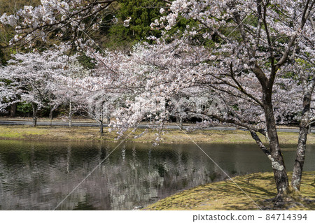 Cherry Blossoms	 84714394